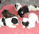 Pet Shops no cidade de Santo André